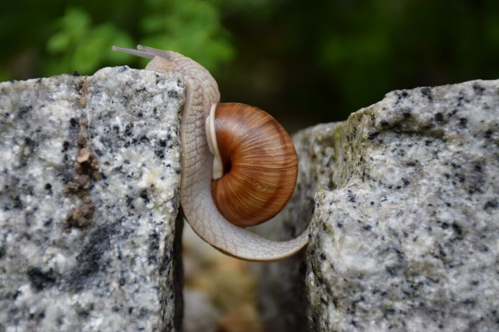 caracol superación daño cerebral madrid